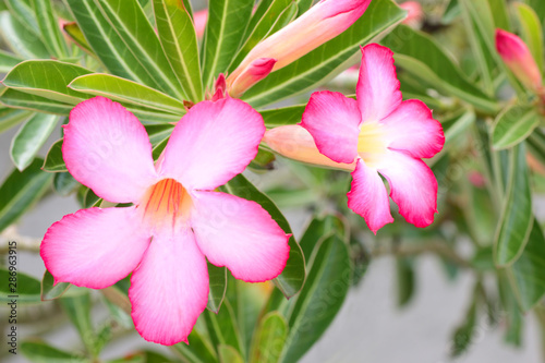 Desert Rose  or  Azalea flowers beautiful pink flower in garden