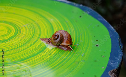 snail on green background