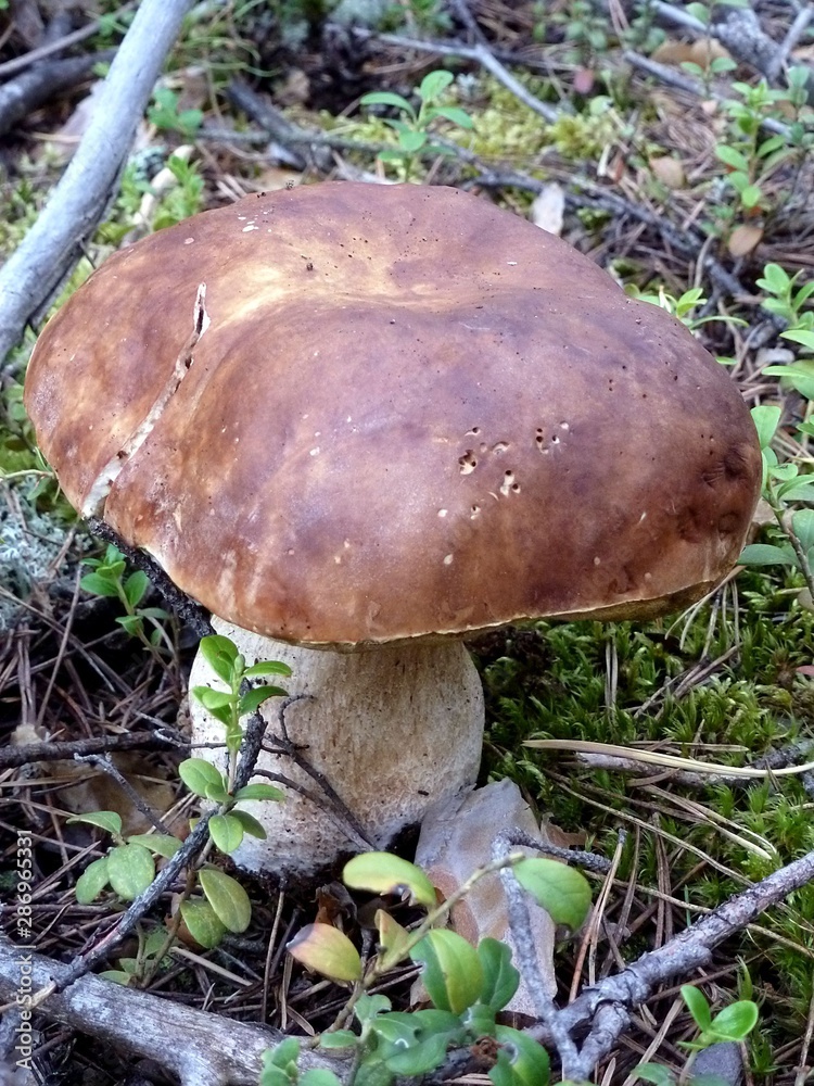 The white mushroom is the most recognizable member of the fungi Kingdom The white mushroom is the most recognizable member of the fungi Kingdom