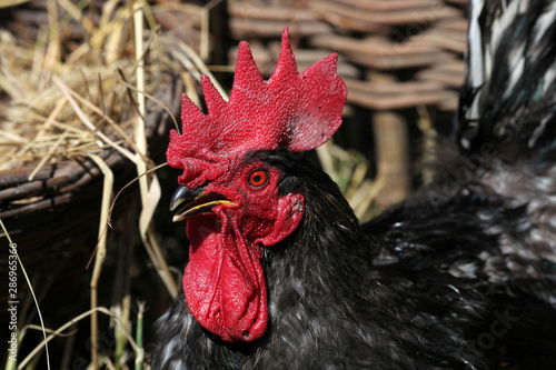 Portrait black cock photo