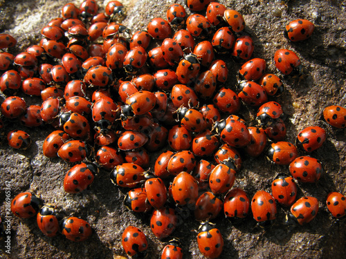 Colony insects ladybug photo