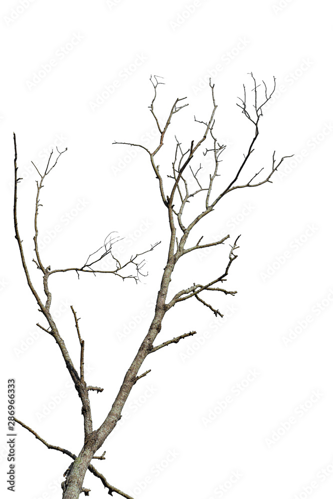 Obraz premium Dry tree branch isolated on white background. Object with clipping path.
