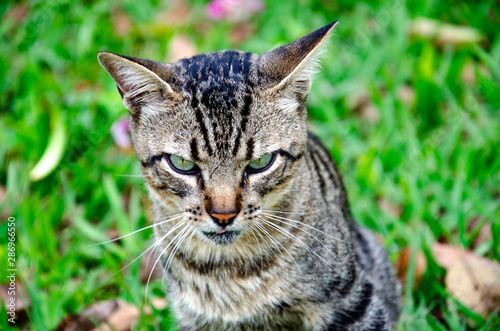 Wallpaper Mural cat with blue eyes Torontodigital.ca