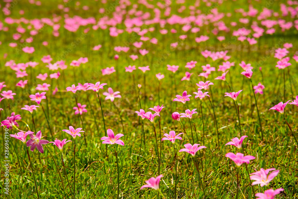 Zephyranthes Lily, Rain Lily, Fairy Lily. The flower growth in the garden Zephyranthes Lily, Rain Lily, Fairy Lily. The flower growth in the garden