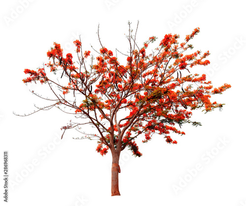 Flam-boyant, The Flame Tree, Royal Poinciana isolated on white background with clipping path