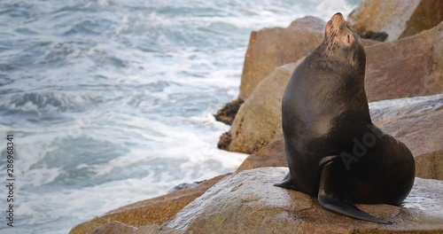 A Sea Lion Rests On Rock In The Afternoon Sun