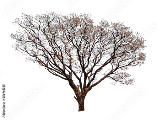 Tree without leaves isolated on white background with clipping path