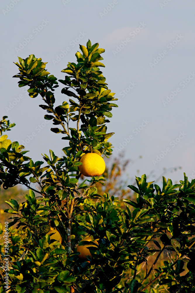 Fruit on tree. Pomelo - Tak