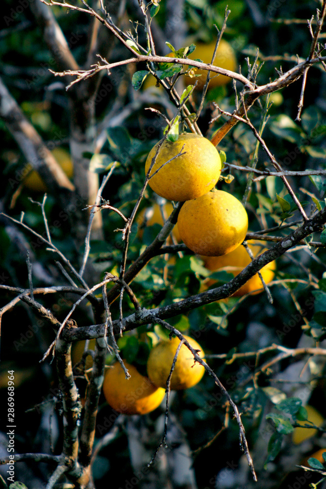 Fruit on tree. Pomelo - Tak