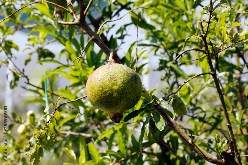 Fruit on tree. Pomegranate - Chiang Mai