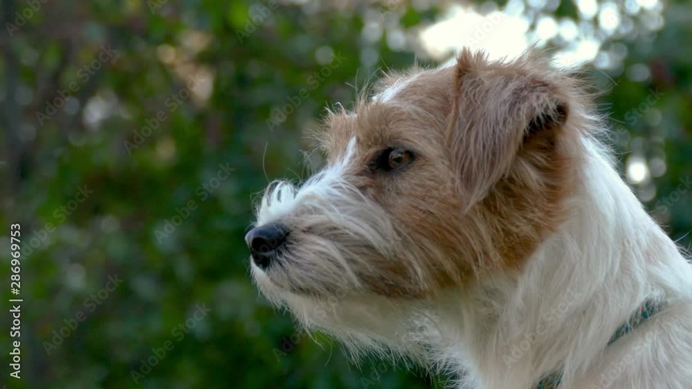 Jack Russell Terrier outdoors close up portrait Jack Russell Terrier outdoors close up portrait