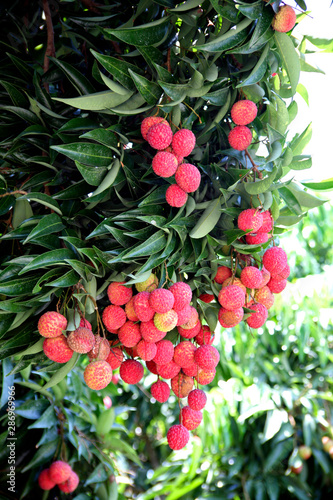 Fruit on tree. Lychee - Chiang Mai