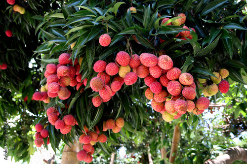 Fruit on tree. Lychee - Chiang Mai