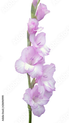 pink gladiolus isolated on white background