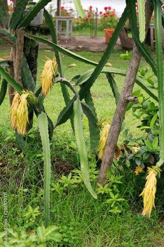 Fruit on tree. Dragon Fruit - Chiang Main