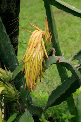Fruit on tree. Dragon Fruit - Chiang Mai