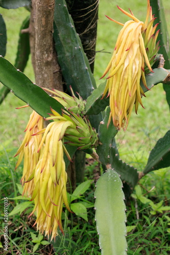 Fruit on tree. Dragon Fruit - Chiang Mai