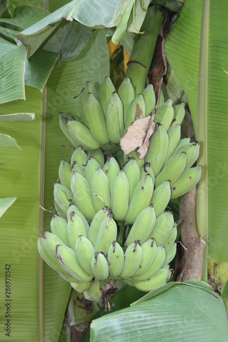 Fruit on tree. Banana - Chiang Mai