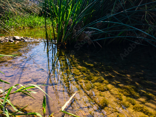 Fototapeta Naklejka Na Ścianę i Meble -  Lake bulrush (Latin Schoenoplēctus lacūstris) grows in clear clear water of a reservoir near the shore on a clear sunny day.