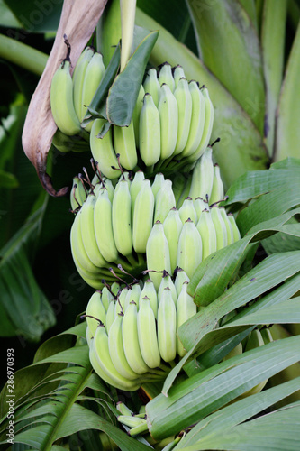 Fruit on tree. Banana - Uthai Thani