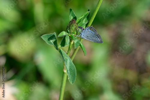 Polyommatus bellargus - female butterfly blue on clover flower lays eggs. © lapis2380