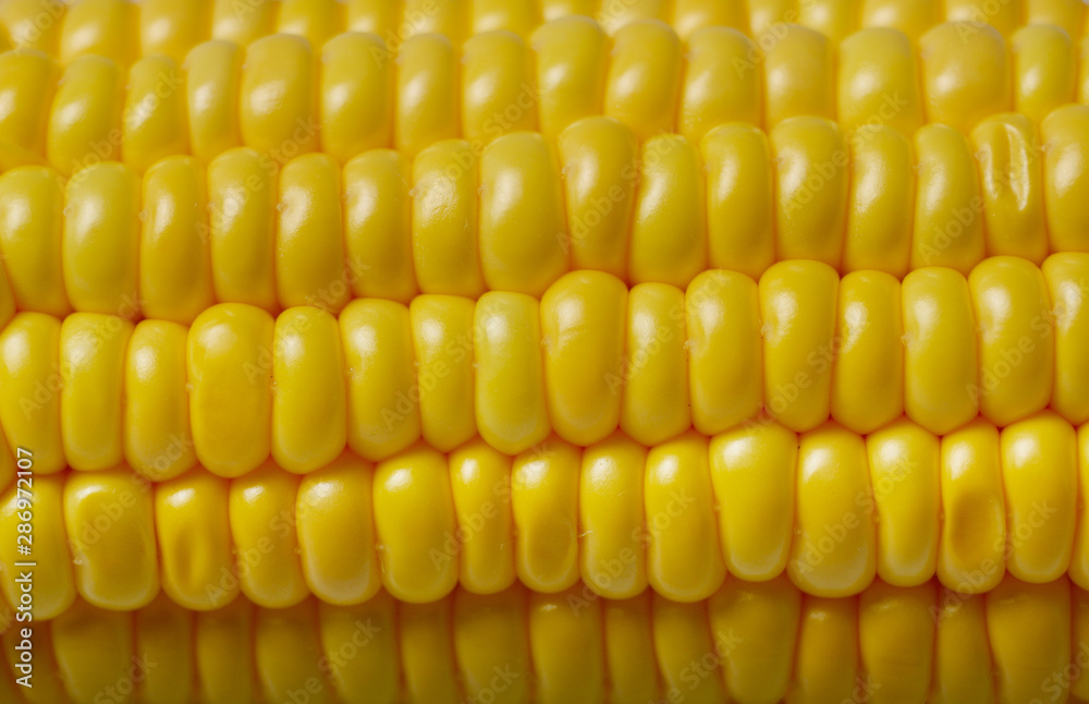 Ripe fresh organic sweet corncob closeup background Ripe fresh organic sweet corncob closeup background