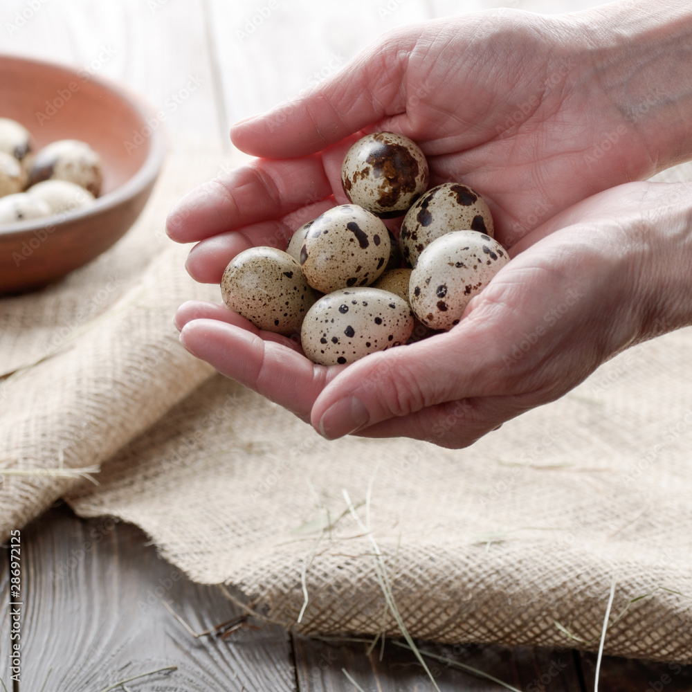 Fresh organic quail eggs in woman hands over wooden rustic kitchen table. Space for text Fresh organic quail eggs in woman hands over wooden rustic kitchen table. Space for text