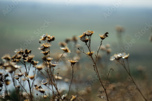 flowers in the street, nature background, fresh floristry
