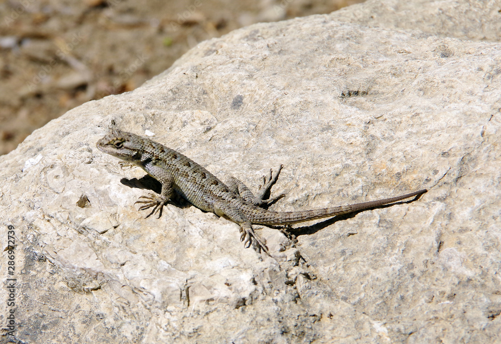 A lizard resting on a rock in the warm summer day sunlight A lizard resting on a rock in the warm summer day sunlight