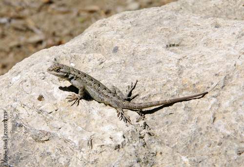 A lizard resting on a rock in the warm summer day sunlight
