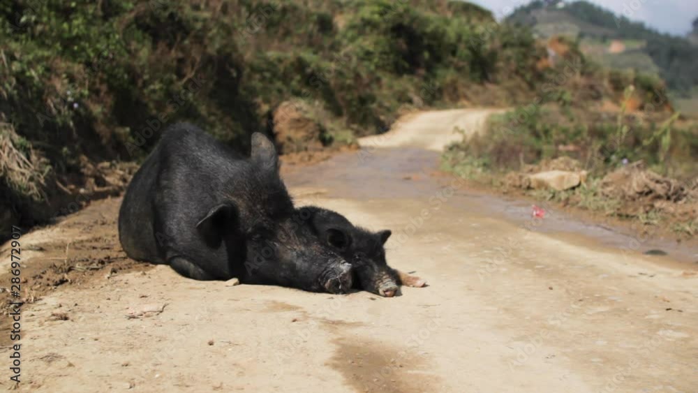 Black vietnamese wild pig and piglet sleeping on the small road between rice fields Black vietnamese wild pig and piglet sleeping on the small road between rice fields