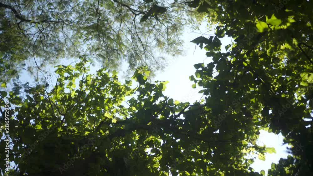 Foliage under the sun.looking up to treetops with sunrays. Foliage under the sun.looking up to treetops with sunrays.