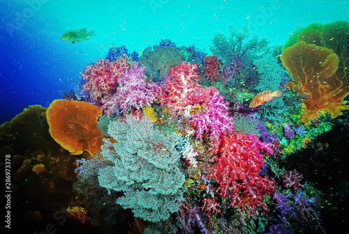 Colourful collection of soft corals with seafans. It is mixed of red, pink, blue, purple soft corals with red white seafan and yellow seafan. Photo: East of Eden, Similan Island, Thailand.