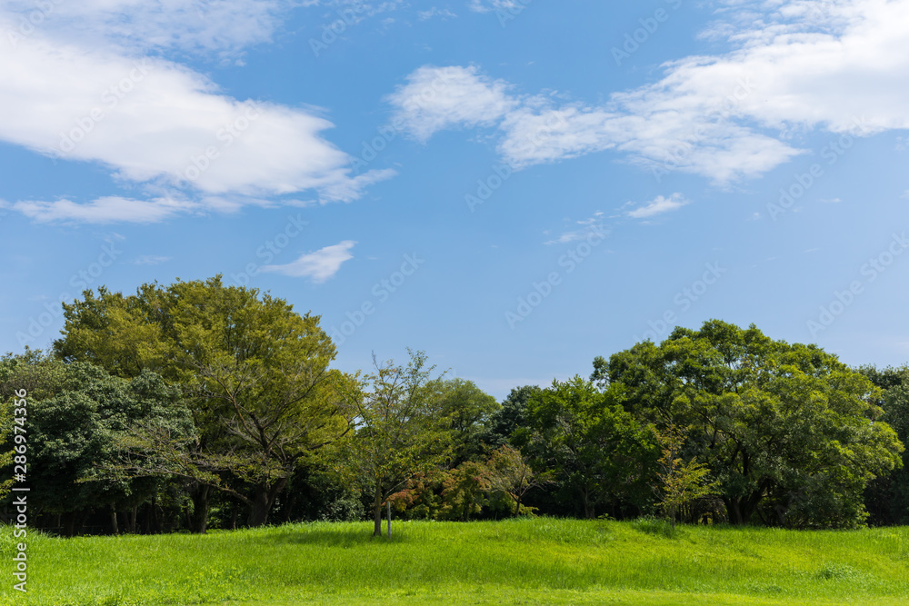 (埼玉県-風景)青空の下の自然公園風景２