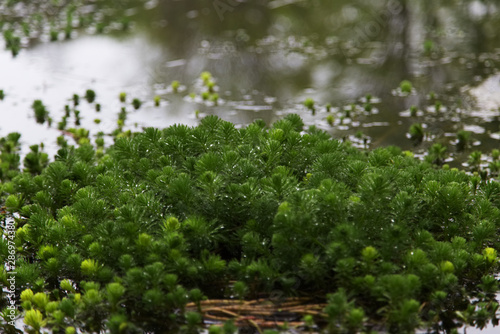 green plant spring lake garden