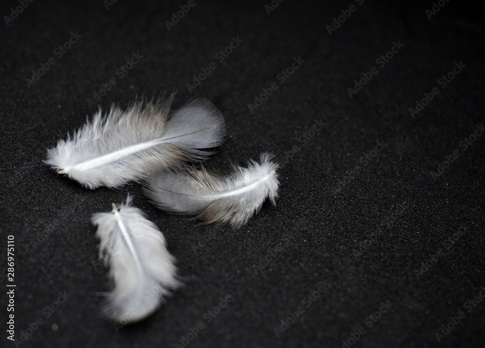 Feathers. The bird's feather black tone images Feathers. The bird's feather black tone images