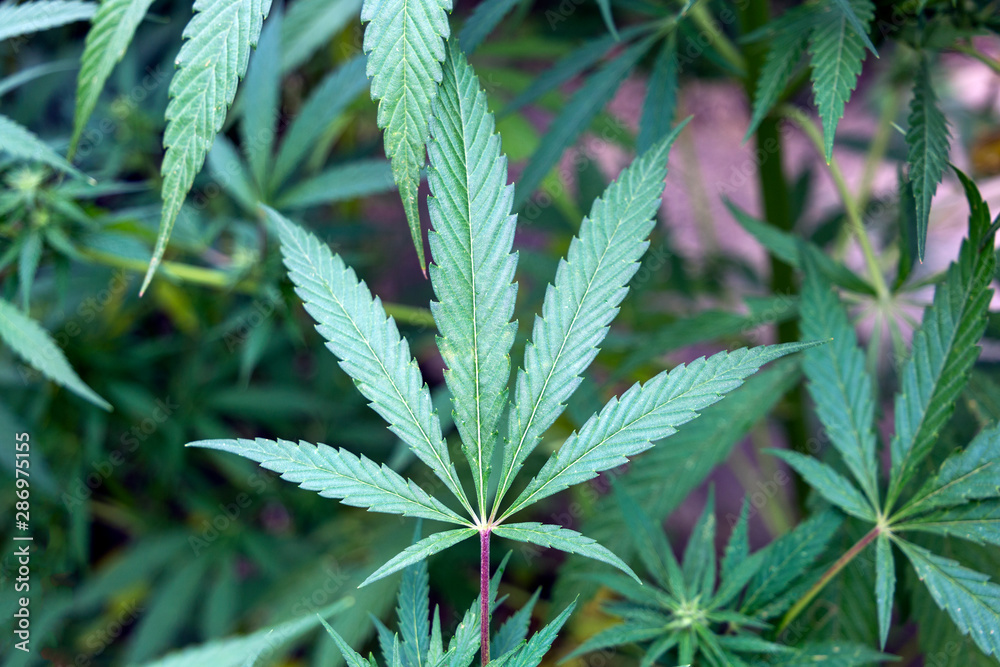 Marijuana leaves, marijuana, plant vegetation, hemp CBD, growing hemp at home. Background from green hemp. Marijuana leaves, marijuana, plant vegetation, hemp CBD, growing hemp at home. Background from green hemp.