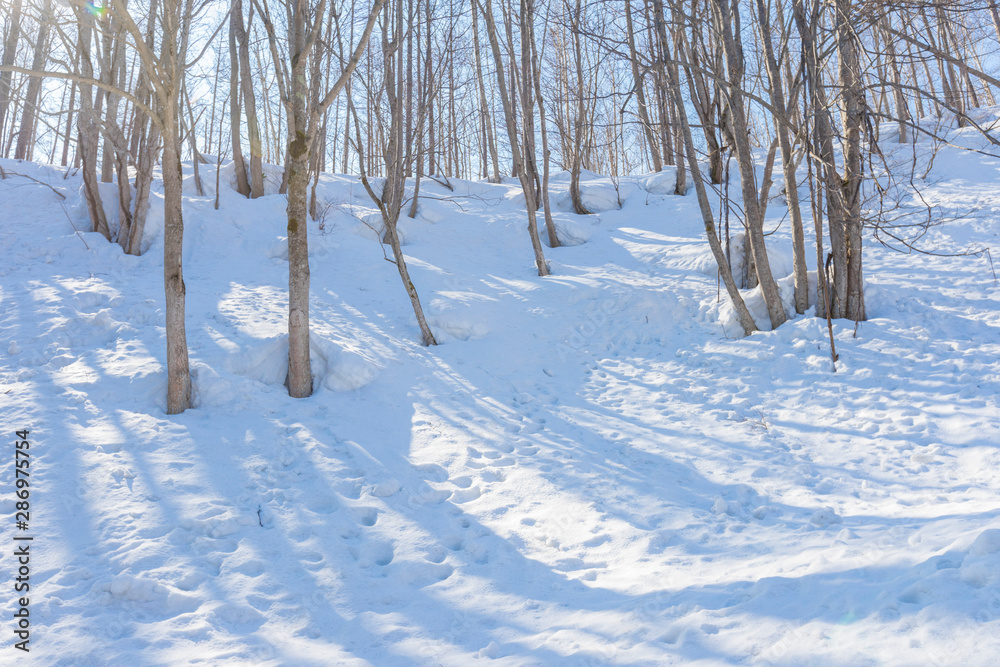 view of bare leafless tree with an interesting shape in a snow winter woodland landscape. view of bare leafless tree with an interesting shape in a snow winter woodland landscape.