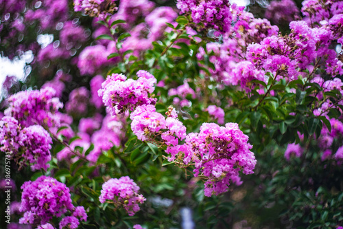 Fototapeta Naklejka Na Ścianę i Meble -  Blooming Lagerstroemia floribunda Jack