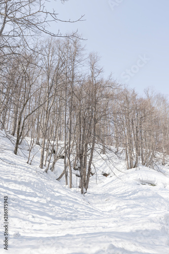 view of bare leafless tree with an interesting shape in a snow winter woodland landscape.