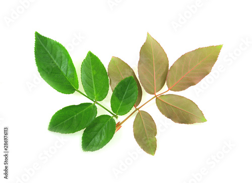 Rose leaves on a white background