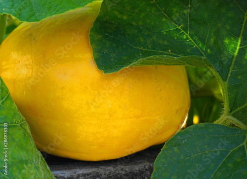 Spaghetti squash in the morning sun close up. photo