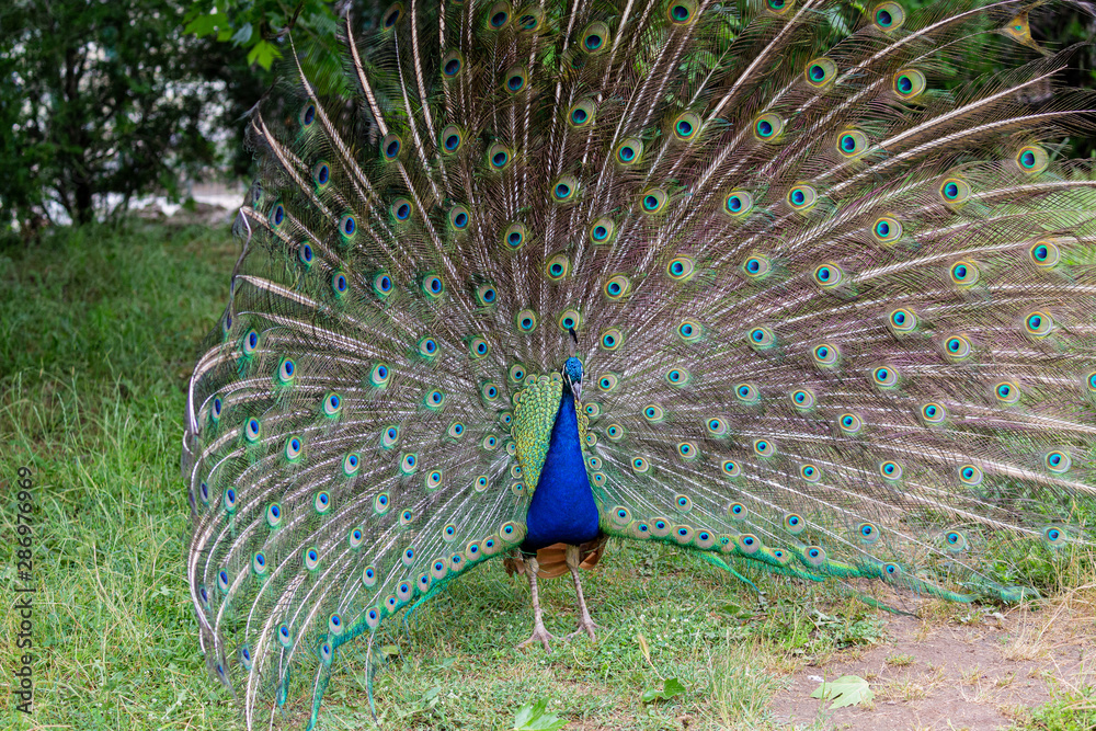 Obraz premium Peacock in yard