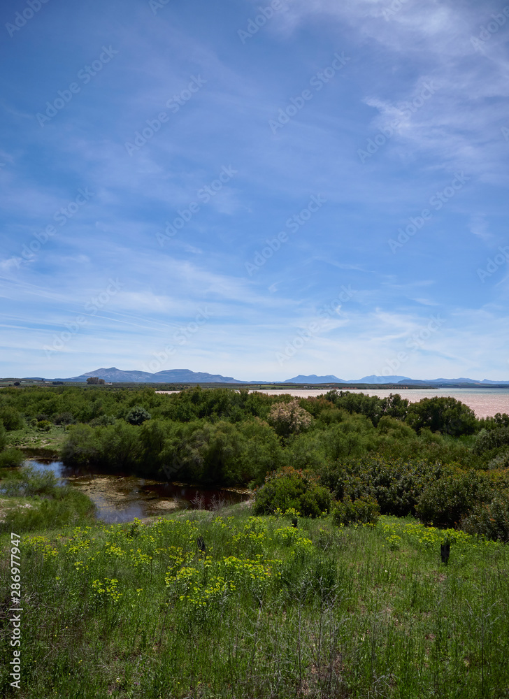 Laguna de Fuente de Piedra, a Nature Reserve with Halophyte vegetation and several species of Wading Birds in Andalucia, Spain.