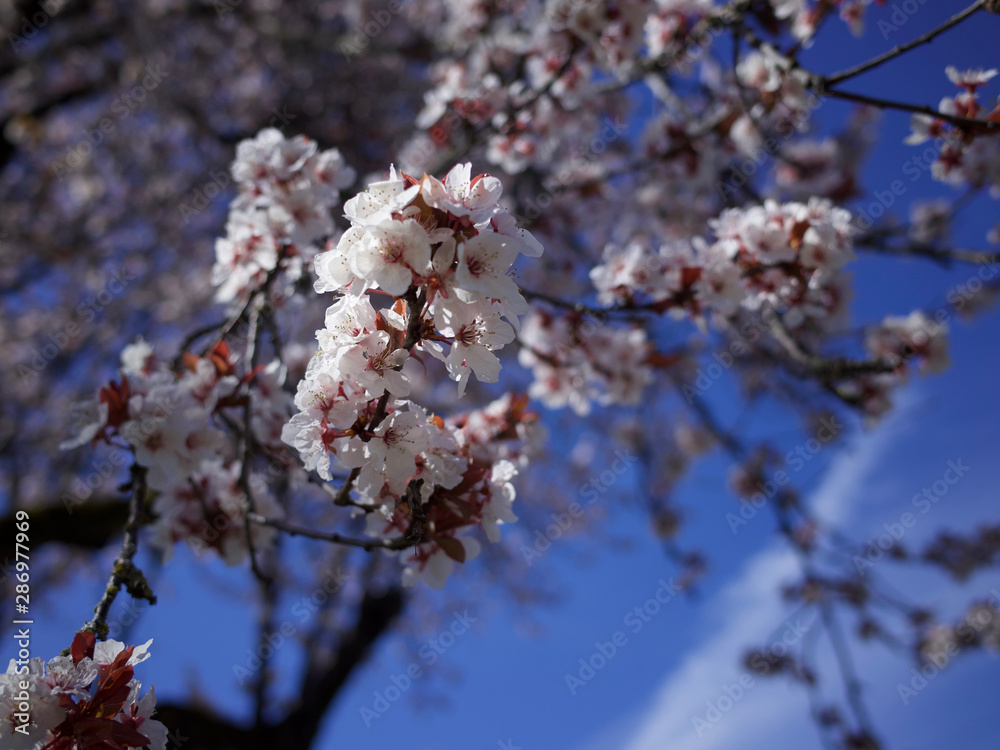 cherry flower closeup cherry flower closeup