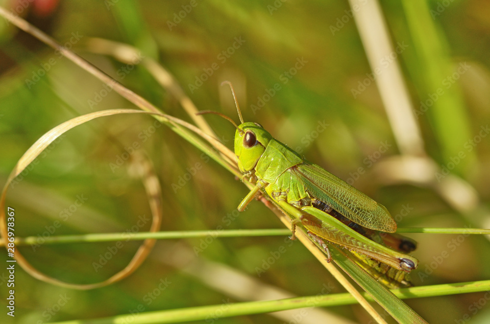 grasshopper sits in the grass.
