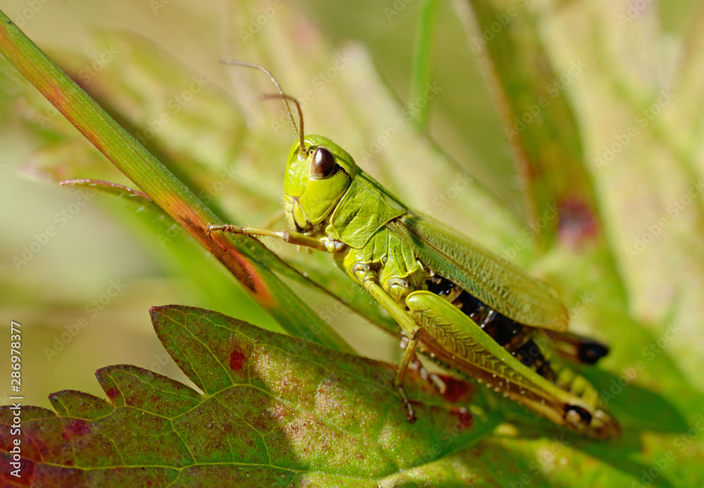 grasshopper sits in the grass. grasshopper sits in the grass.