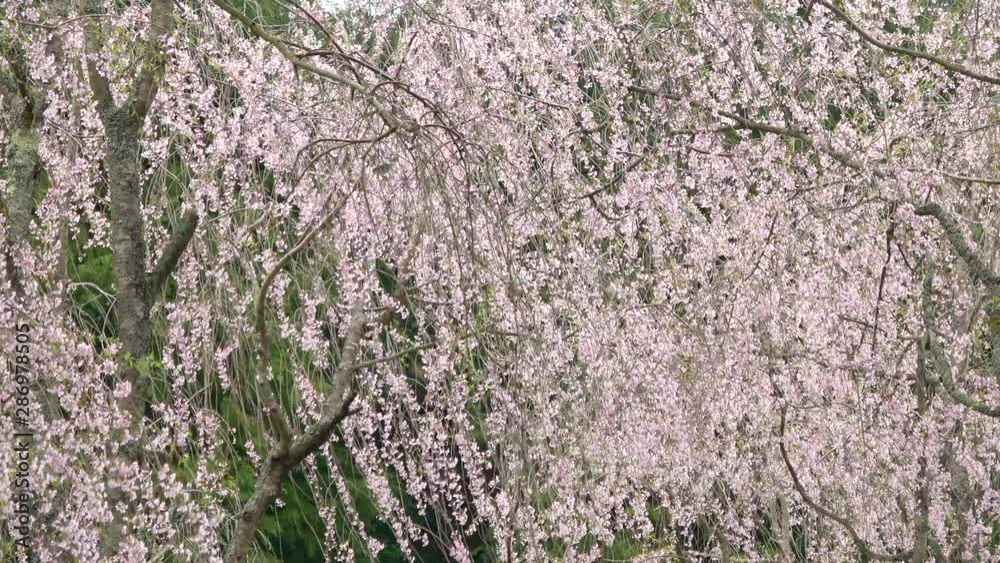 Shower of weeping cherry blossoms, Shidare sakura, Prunus spachiana. 4K Shower of weeping cherry blossoms, Shidare sakura, Prunus spachiana. 4K