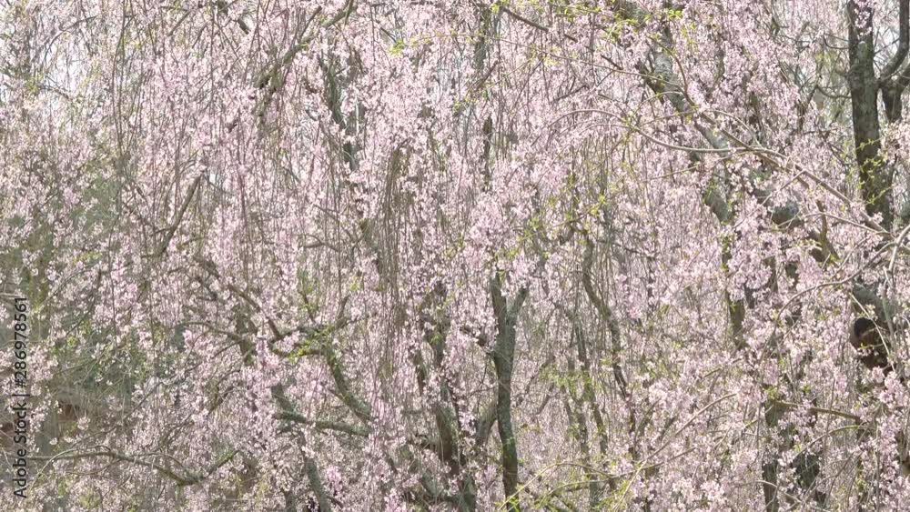 Tilt shot of weeping cherry blossoms, Shidare sakura, Prunus spachiana. 4K Tilt shot of weeping cherry blossoms, Shidare sakura, Prunus spachiana. 4K