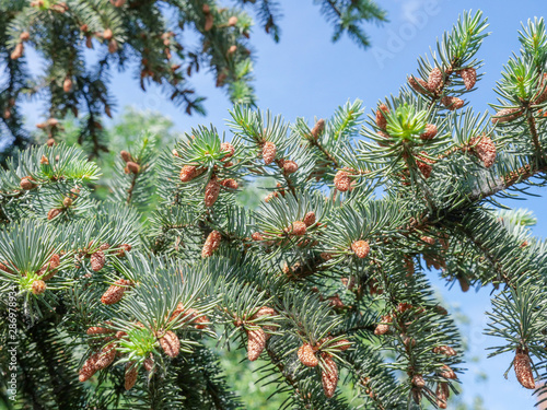 Branches of green spruce with cones. Blue sky background.